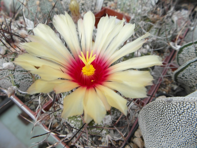 Cacti and Sukkulent in Köln, every day new flowers in the greenhouse Part 83 Bild1969
