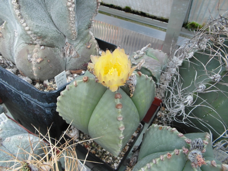 Cacti and Sukkulent in Köln, every day new flowers in the greenhouse Part 83 Bild1970