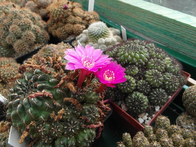 Cacti and Sukkulent in Köln, every day new flowers in the greenhouse Part 83 Bild1974
