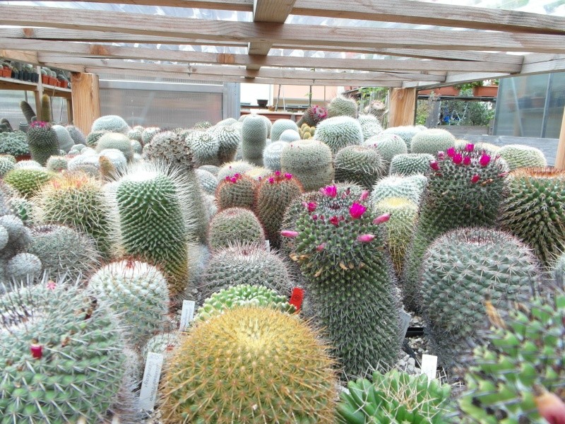 Cacti and Sukkulent in Köln, every day new flowers in the greenhouse Part 83 Bild1976