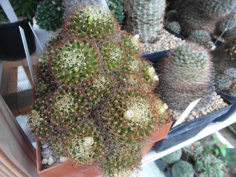 Cacti and Sukkulent in Köln, every day new flowers in the greenhouse Part 83 Bild1979