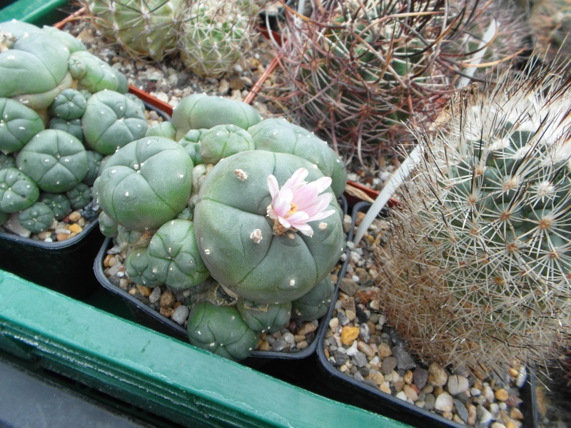Cacti and Sukkulent in Köln, every day new flowers in the greenhouse Part 83 Bild1984