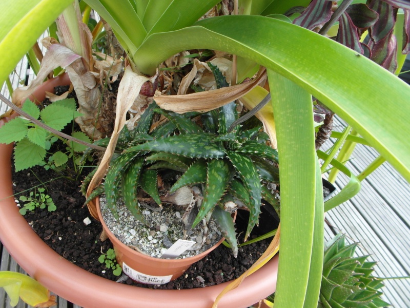 Cacti and Sukkulent in Köln, every day new flowers in the greenhouse Part 83 Bild1992