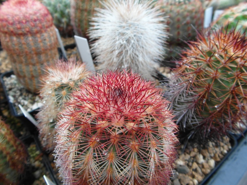 Cacti and Sukkulent in Köln, every day new flowers in the greenhouse Part 83 Bild2004