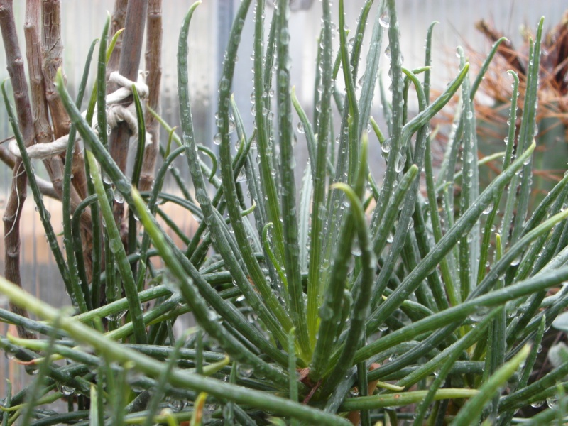 Cacti and Sukkulent in Köln, every day new flowers in the greenhouse Part 83 Bild2010