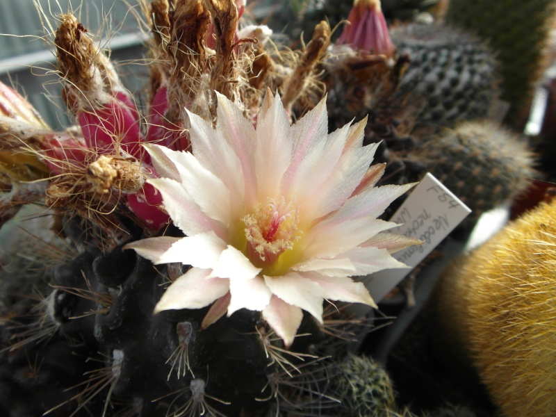 Cacti and Sukkulent in Köln, every day new flowers in the greenhouse Part 83 Bild2018