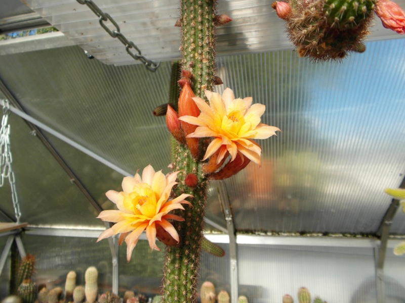 Cacti and Sukkulent in Köln, every day new flowers in the greenhouse Part 83 Bild2030