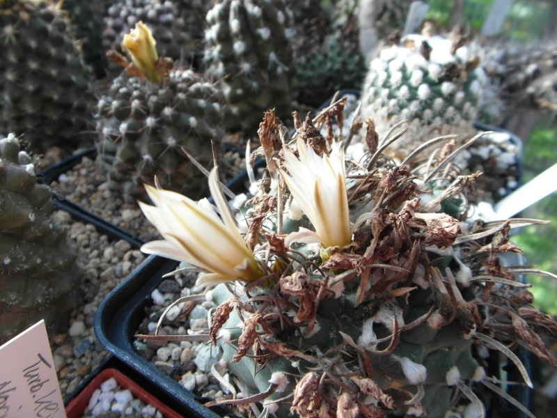 Cacti and Sukkulent in Köln, every day new flowers in the greenhouse Part 83 Bild2034