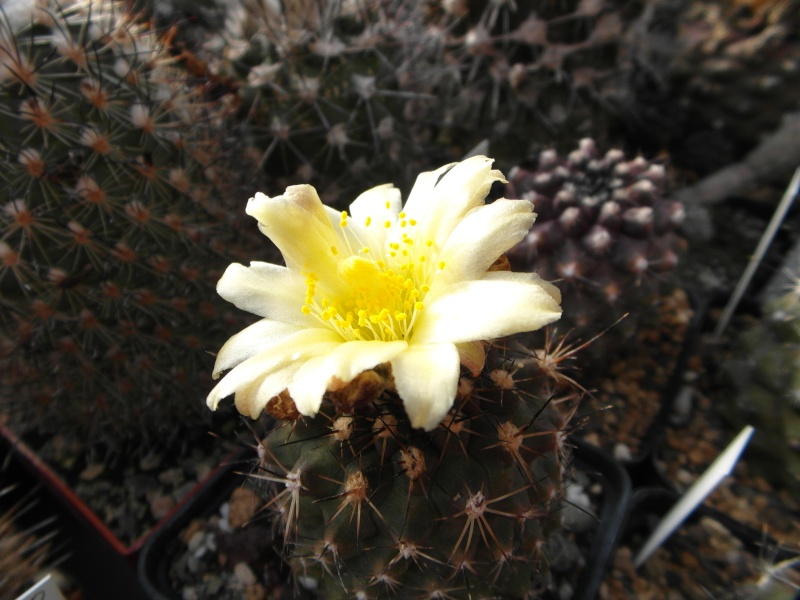 Cacti and Sukkulent in Köln, every day new flowers in the greenhouse Part 83 Bild2035