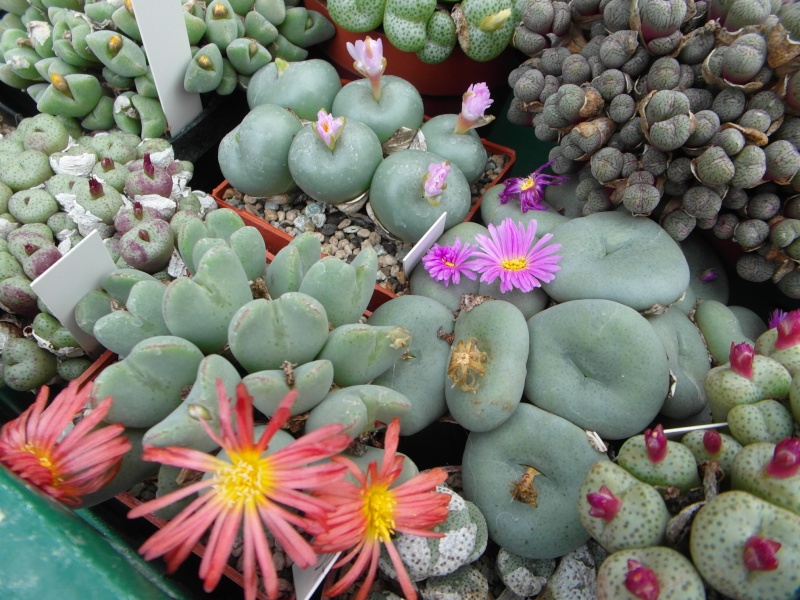 Cacti and Sukkulent in Köln, every day new flowers in the greenhouse Part 84 Bild2104