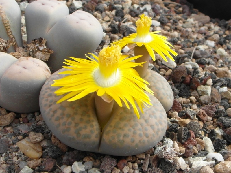 Cacti and Sukkulent in Köln, every day new flowers in the greenhouse Part 85 Bild2124