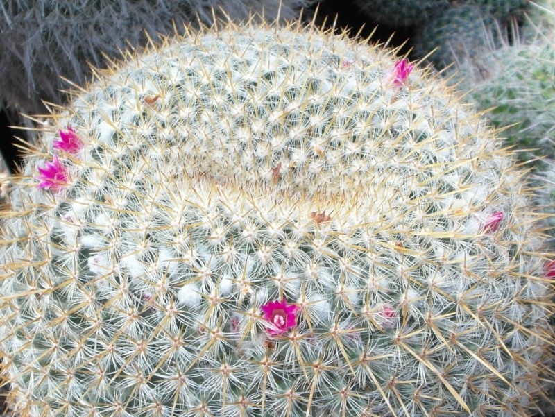 Cacti and Sukkulent in Köln, every day new flowers in the greenhouse Part 85 Bild2142