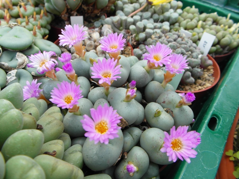 Cacti and Sukkulent in Köln, every day new flowers in the greenhouse Part 85 Bild2161