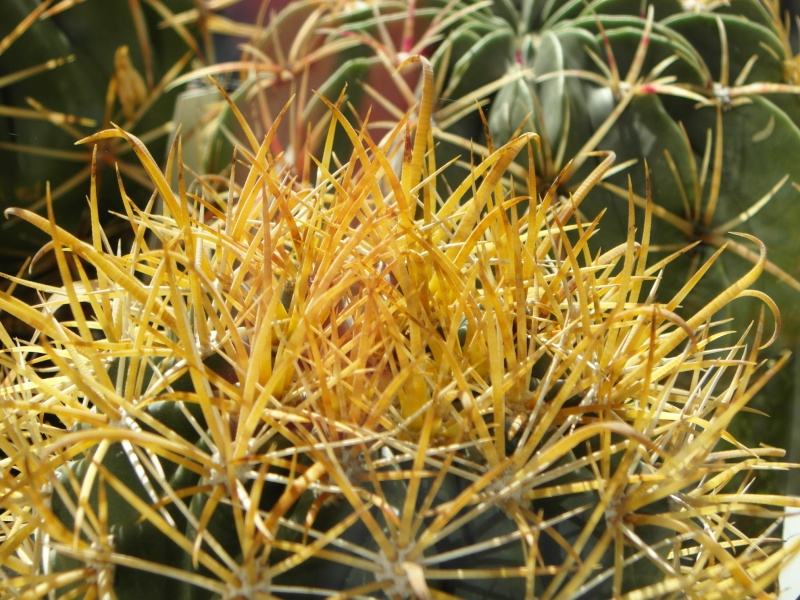 Cacti and Sukkulent in Köln, every day new flowers in the greenhouse Part 86 Bild2231