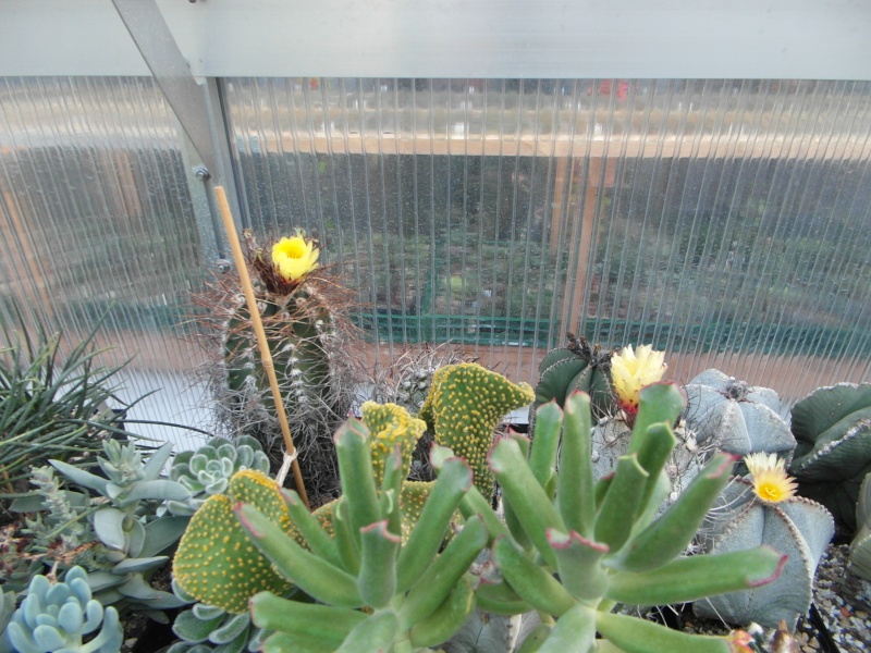 Cacti and Sukkulent in Köln, every day new flowers in the greenhouse Part 86 Bild2266