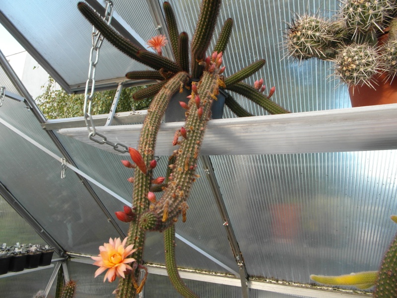 Cacti and Sukkulent in Köln, every day new flowers in the greenhouse Part 86 Bild2269