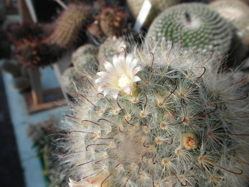 Cacti and Sukkulent in Köln, every day new flowers in the greenhouse Part 87 Bild2297