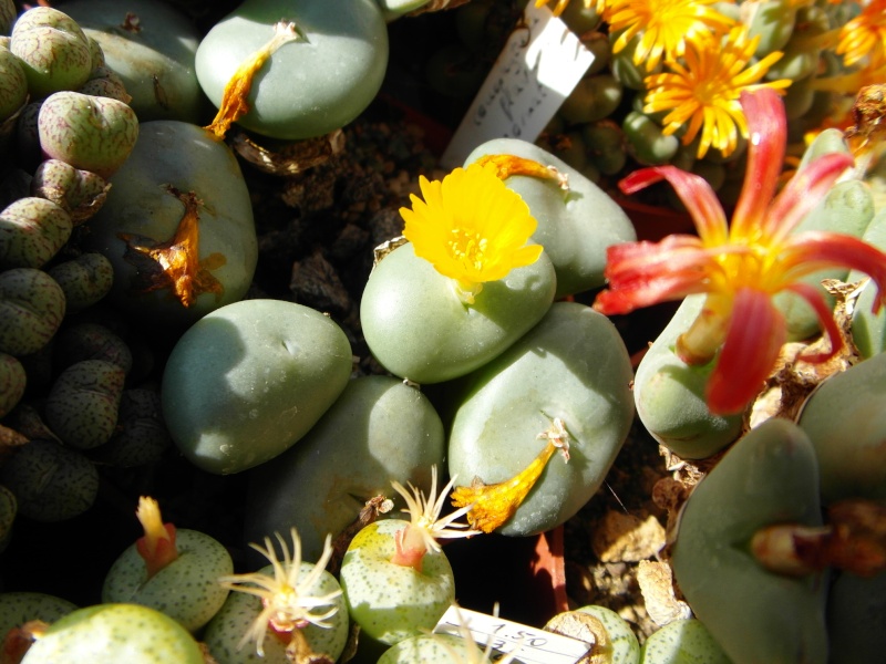 Cacti and Sukkulent in Köln, every day new flowers in the greenhouse Part 87 Bild2363