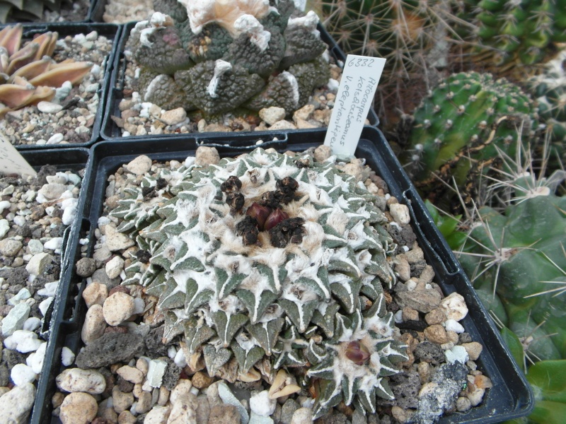 Cacti and Sukkulent in Köln, every day new flowers in the greenhouse Part 88 Bild2403