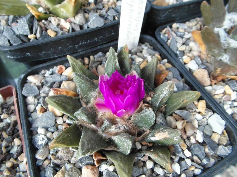 Cacti and Sukkulent in Köln, every day new flowers in the greenhouse Part 89 Bild2476