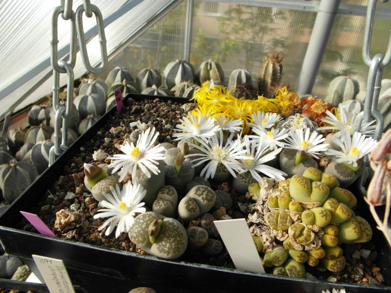 Cacti and Sukkulent in Köln, every day new flowers in the greenhouse Part 89 Bild2495