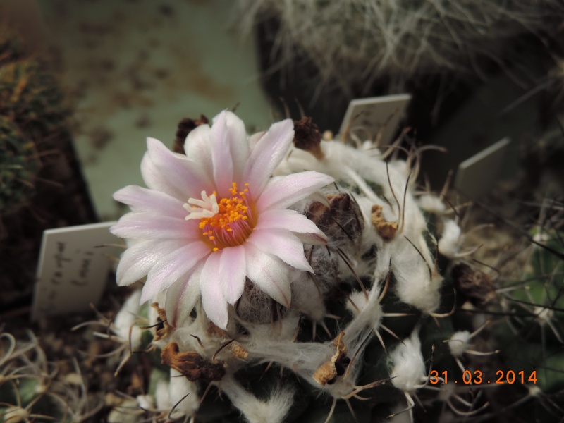 Cacti and Sukkulent in Köln, every day new flowers in the greenhouse Part 89 Bild2581