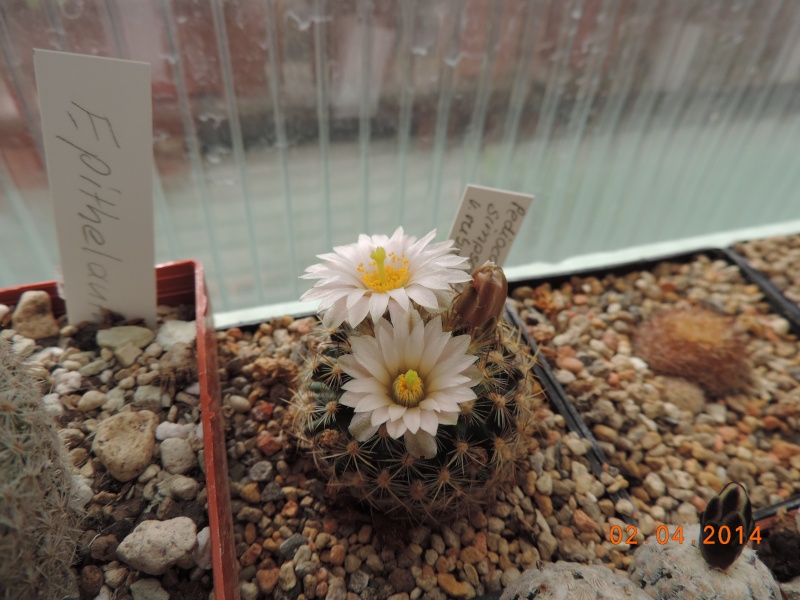 Cacti and Sukkulent in Köln, every day new flowers in the greenhouse Part 89 Bild2600