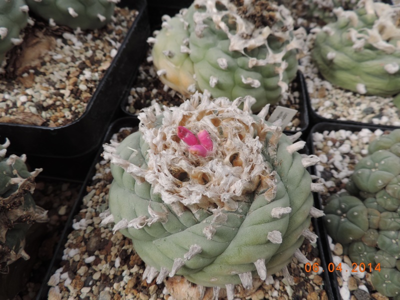 Cacti and Sukkulent in Köln, every day new flowers in the greenhouse Part 90 Bild2613