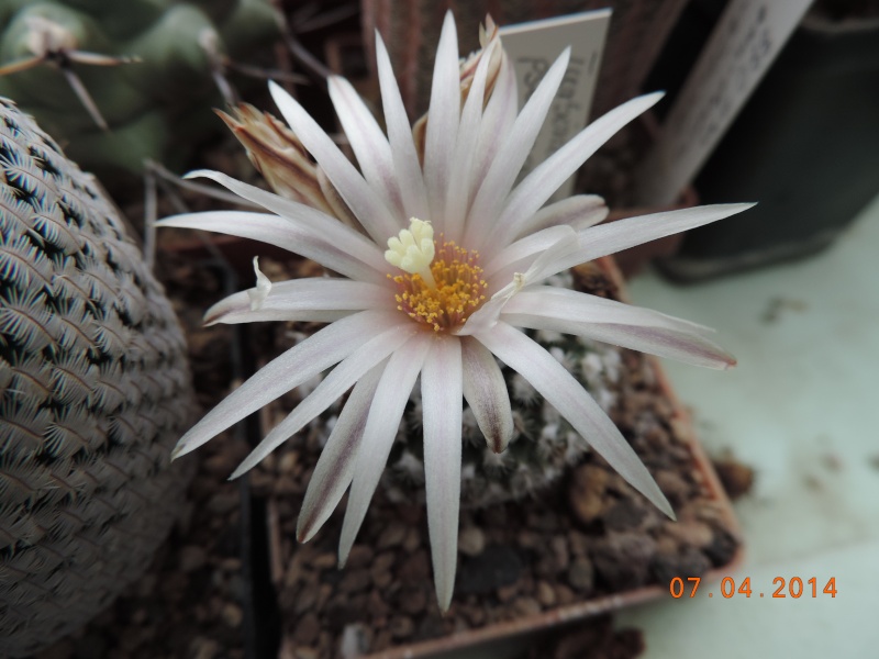 Cacti and Sukkulent in Köln, every day new flowers in the greenhouse Part 90 Bild2618