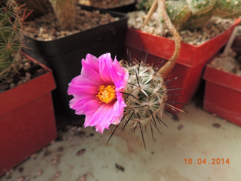 Cacti and Sukkulent in Köln, every day new flowers in the greenhouse Part 91 Bild2669