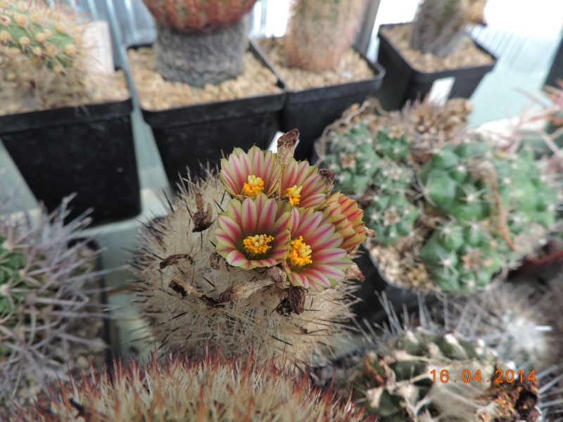 Cacti and Sukkulent in Köln, every day new flowers in the greenhouse Part 91 Bild2706
