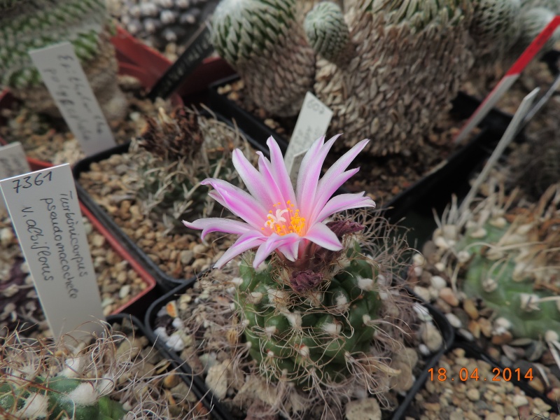Cacti and Sukkulent in Köln, every day new flowers in the greenhouse Part 92 Bild2732
