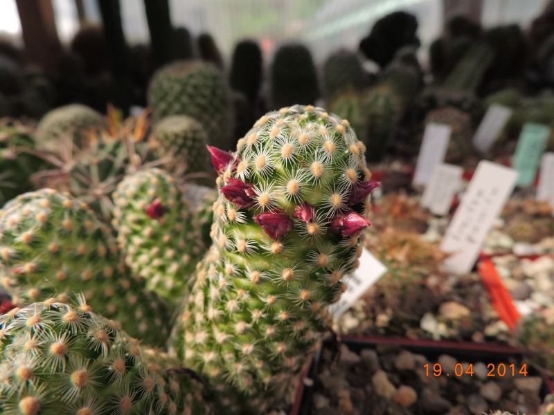 Cacti and Sukkulent in Köln, every day new flowers in the greenhouse Part 92 Bild2763