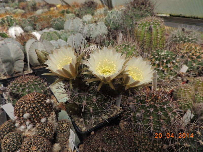 Cacti and Sukkulent in Köln, every day new flowers in the greenhouse Part 92 Bild2781