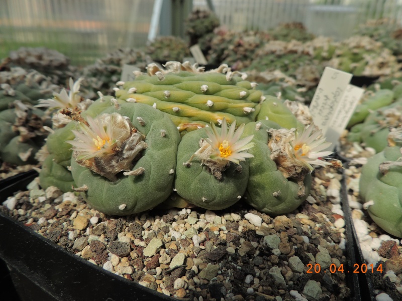 Cacti and Sukkulent in Köln, every day new flowers in the greenhouse Part 92 Bild2789