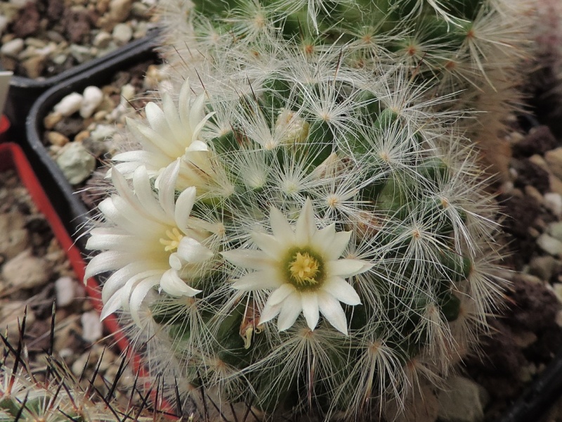 Cacti and Sukkulent in Köln, every day new flowers in the greenhouse Part 92 Bild2818