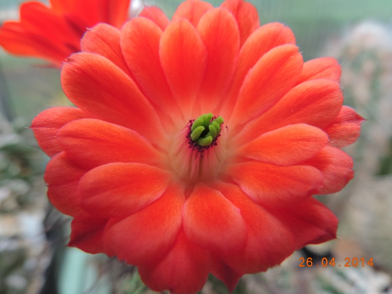 Cacti and Sukkulent in Köln, every day new flowers in the greenhouse Part 93 Bild2864