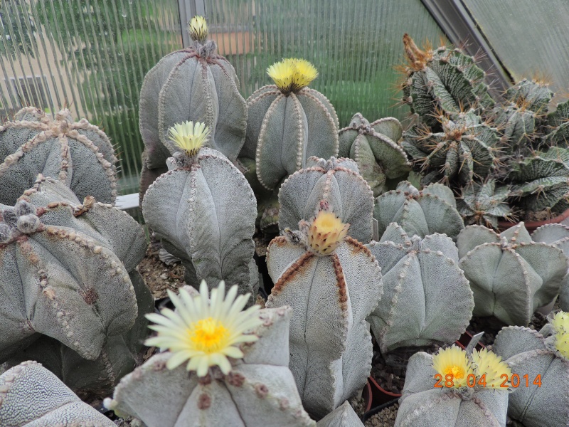 Cacti and Sukkulent in Köln, every day new flowers in the greenhouse Part 93 Bild2867