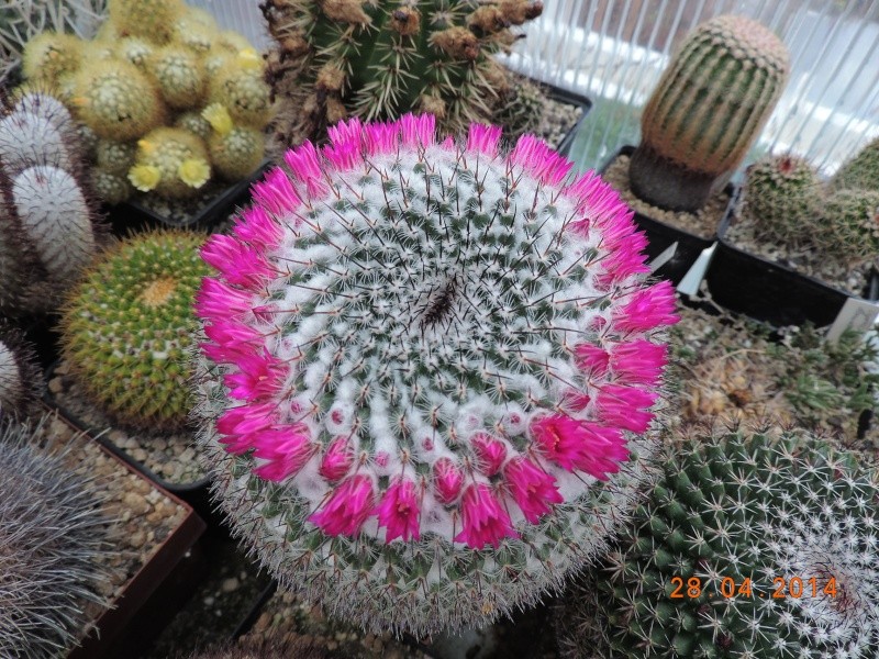 Cacti and Sukkulent in Köln, every day new flowers in the greenhouse Part 93 Bild2872