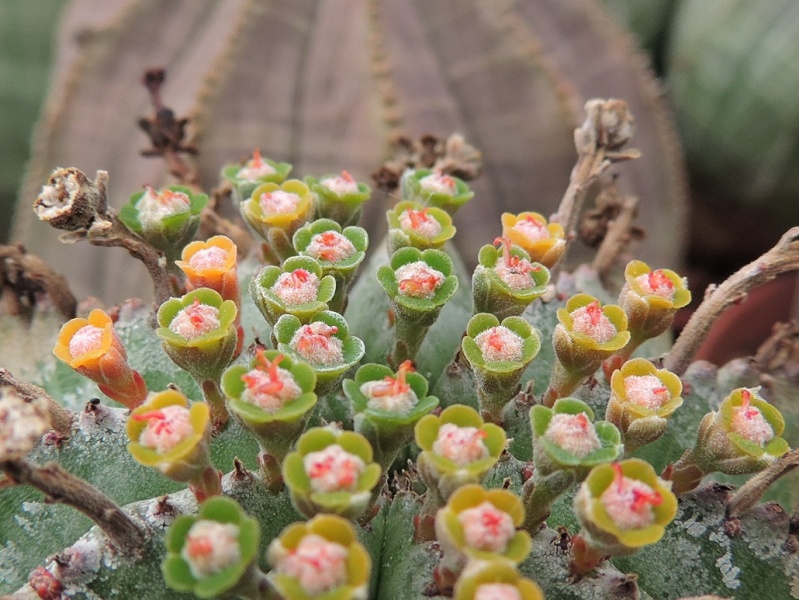 Cacti and Sukkulent in Köln, every day new flowers in the greenhouse Part 94 Bild2979