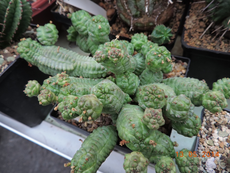 Cacti and Sukkulent in Köln, every day new flowers in the greenhouse Part 94 Bild2999