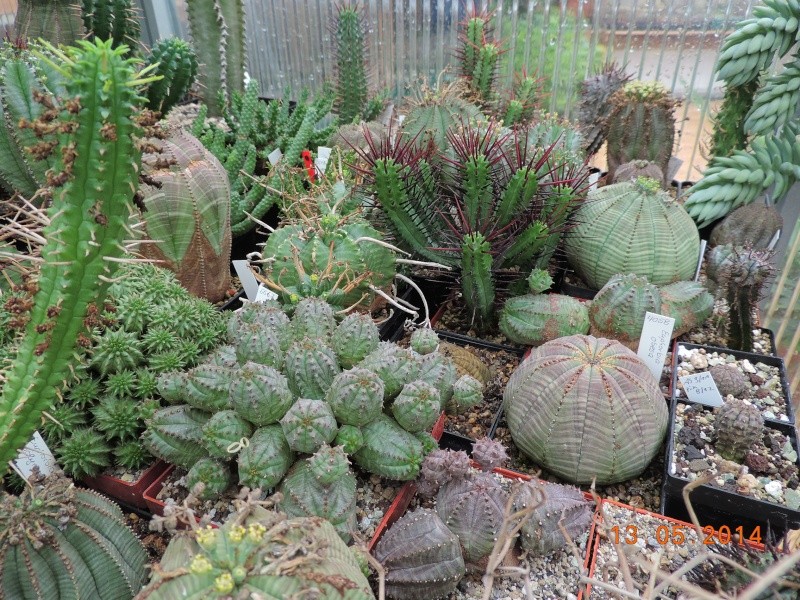 Cacti and Sukkulent in Köln, every day new flowers in the greenhouse Part 94 Bild3001