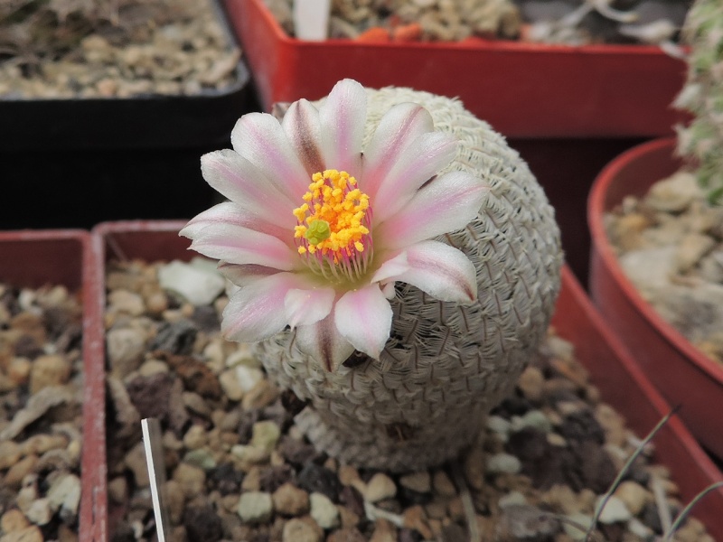 Cacti and Sukkulent in Köln, every day new flowers in the greenhouse Part 95 Bild3011