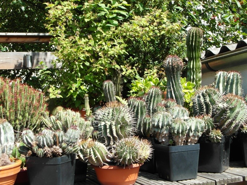 Cacti and Sukkulent in Köln, every day new flowers in the greenhouse Part 66 Bild_111