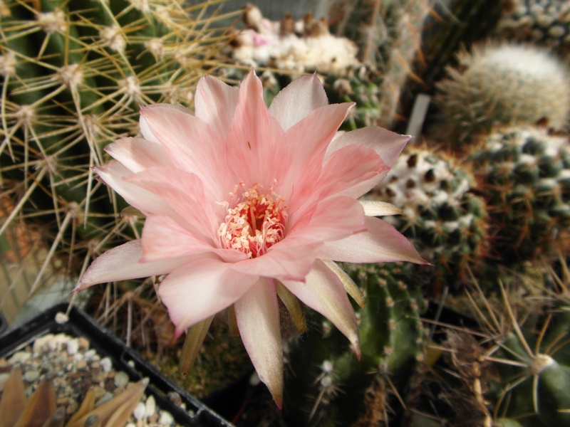 Cacti and Sukkulent in Köln, every day new flowers in the greenhouse Part 66 Bild_113