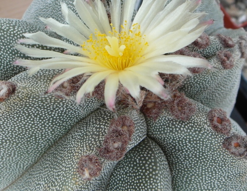 Cacti and Sukkulent in Köln, every day new flowers in the greenhouse Part 66 Bild_147