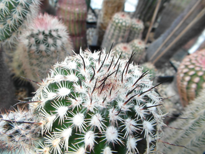 Cacti and Sukkulent in Köln, every day new flowers in the greenhouse Part 66 Bild_151