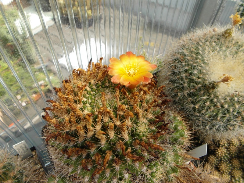 Cacti and Sukkulent in Köln, every day new flowers in the greenhouse Part 67 Bild_220