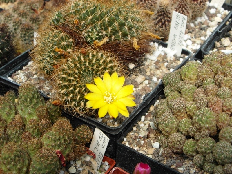 Cacti and Sukkulent in Köln, every day new flowers in the greenhouse Part 67 Bild_221