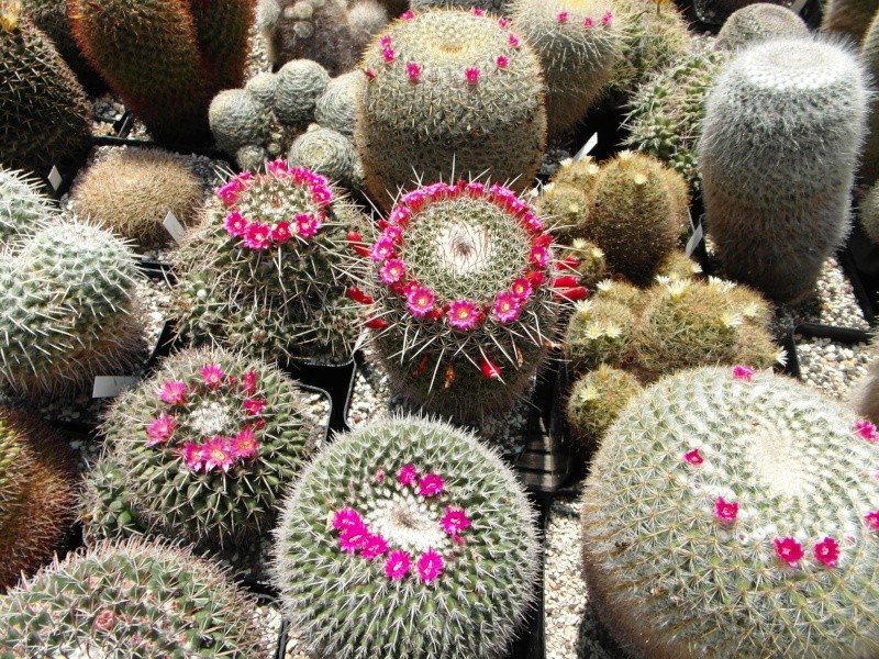 Cacti and Sukkulent in Köln, every day new flowers in the greenhouse Part 67 Bild_241